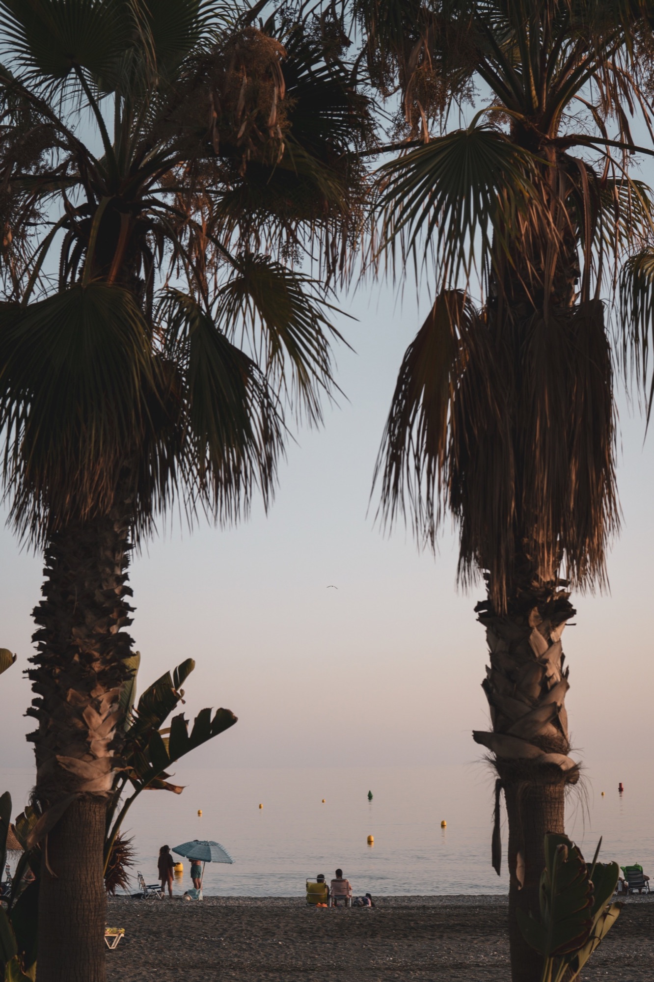 Beach between palm trees in soft evening light