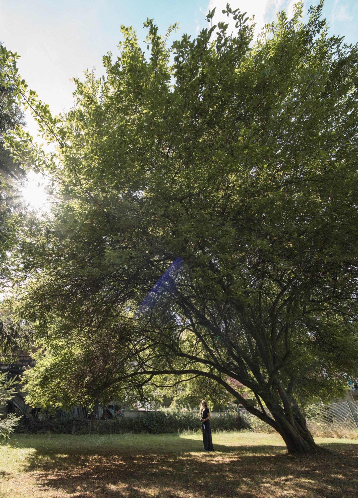 Person standing beneath a large tree