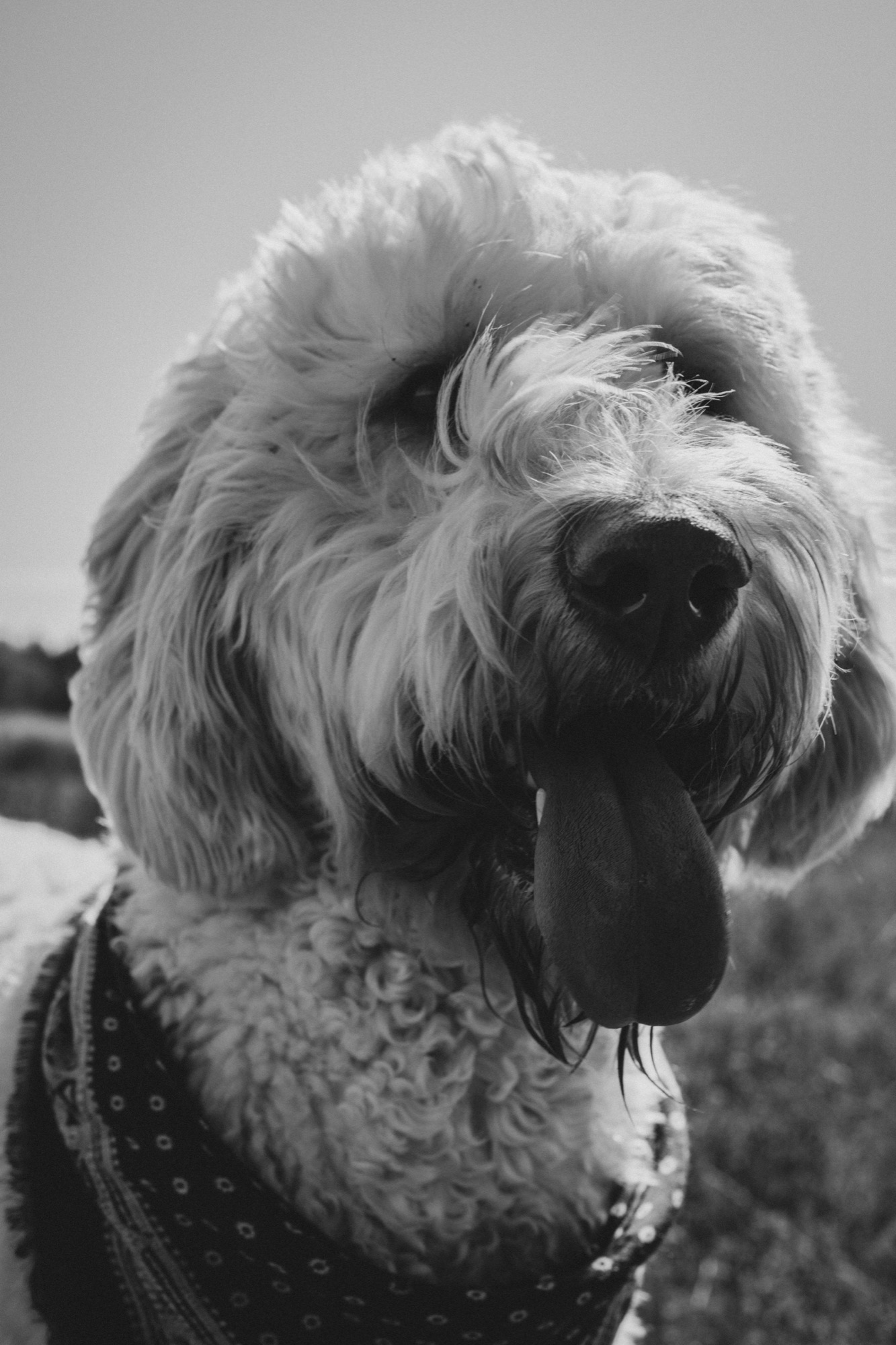 Black and white portrait of a dog