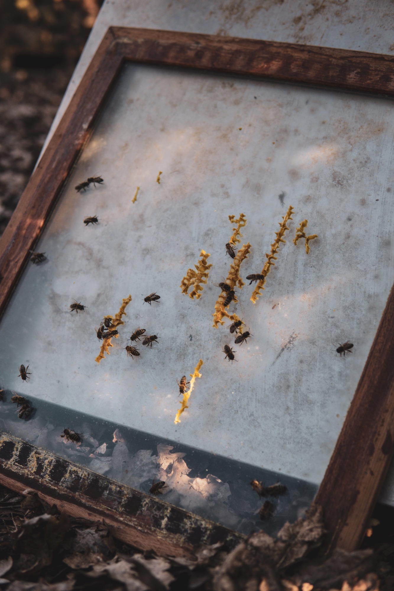 Bees and honeycomb on a glass panel