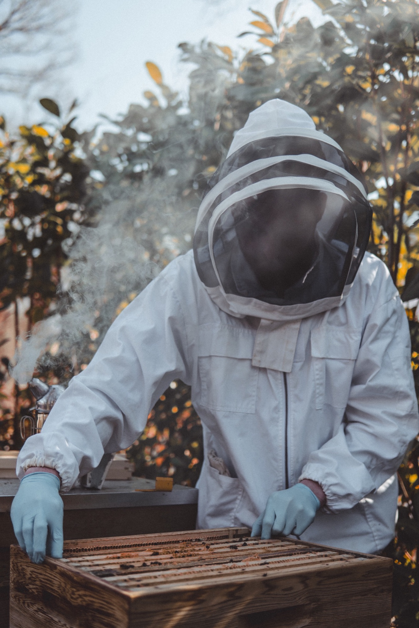 Beekeeper working through a cloud of smoke