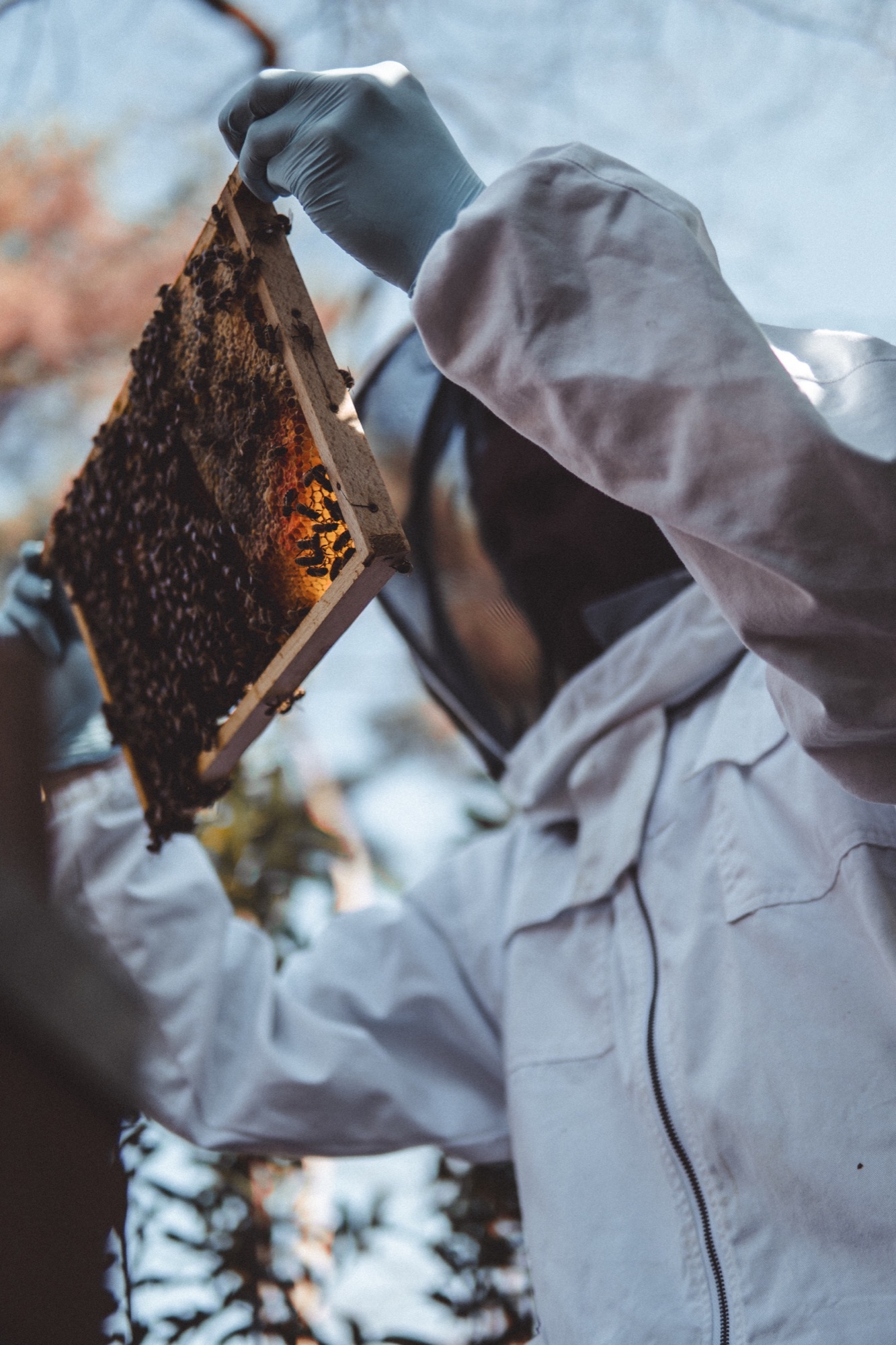 Beekeeper inspecting a backlit honeycomb