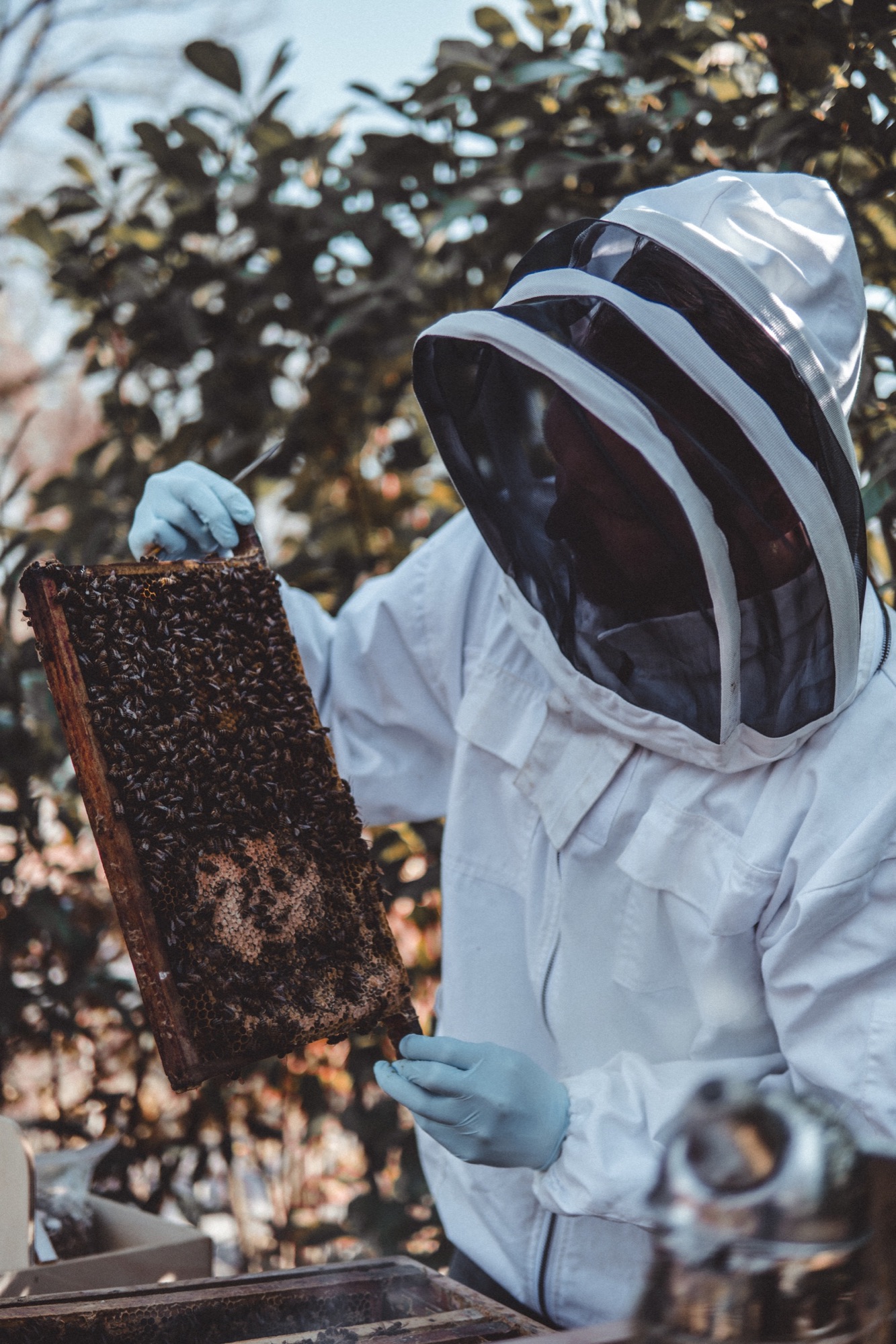 Inspection of a frame covered in bees