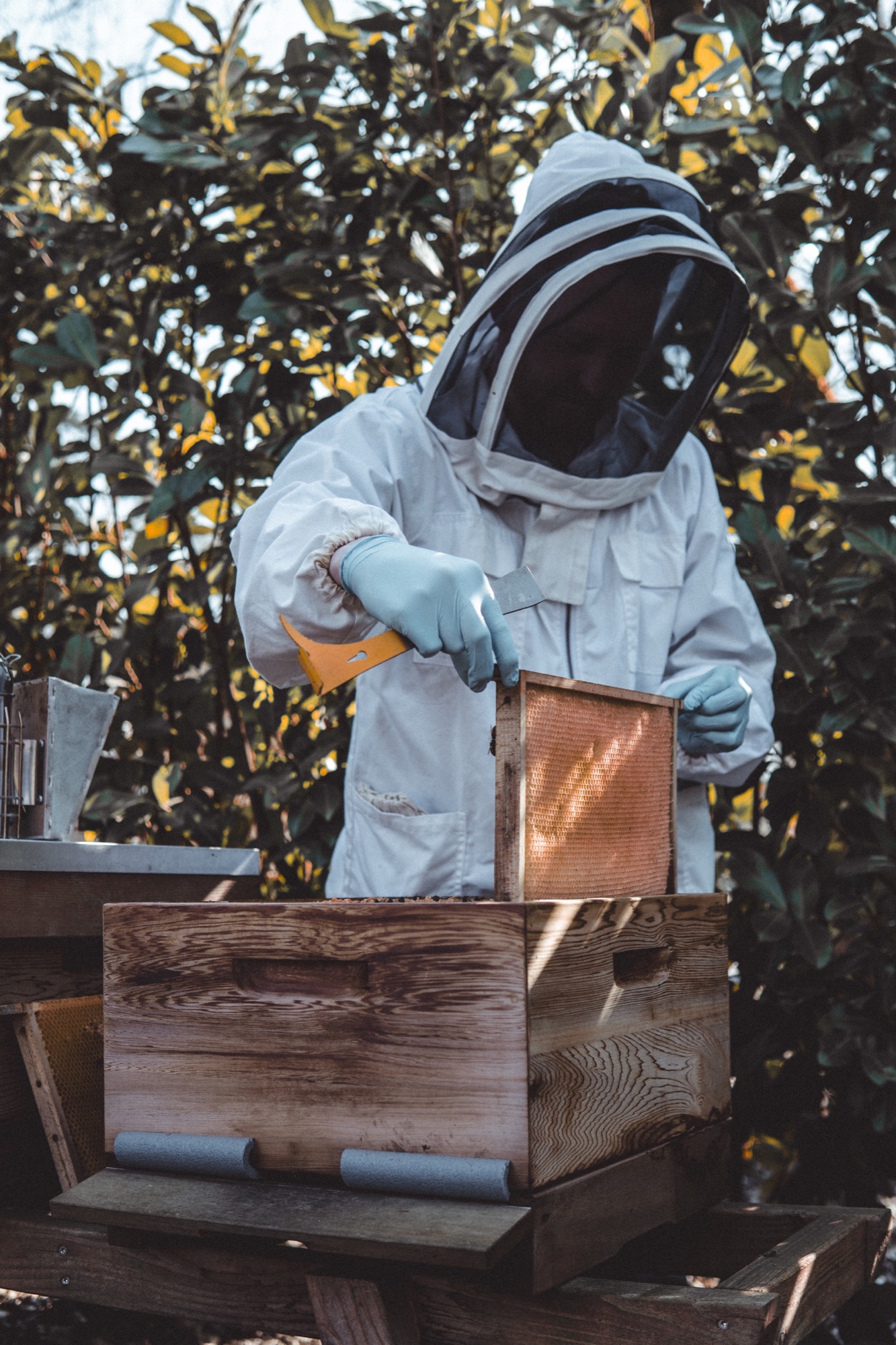 Beekeeper returning a honeycomb frame to the hive