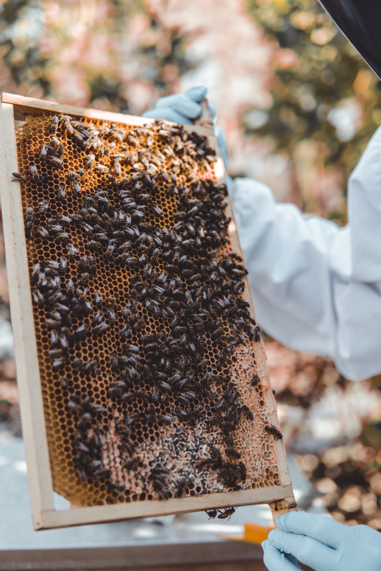 Close inspection of a honeycomb frame