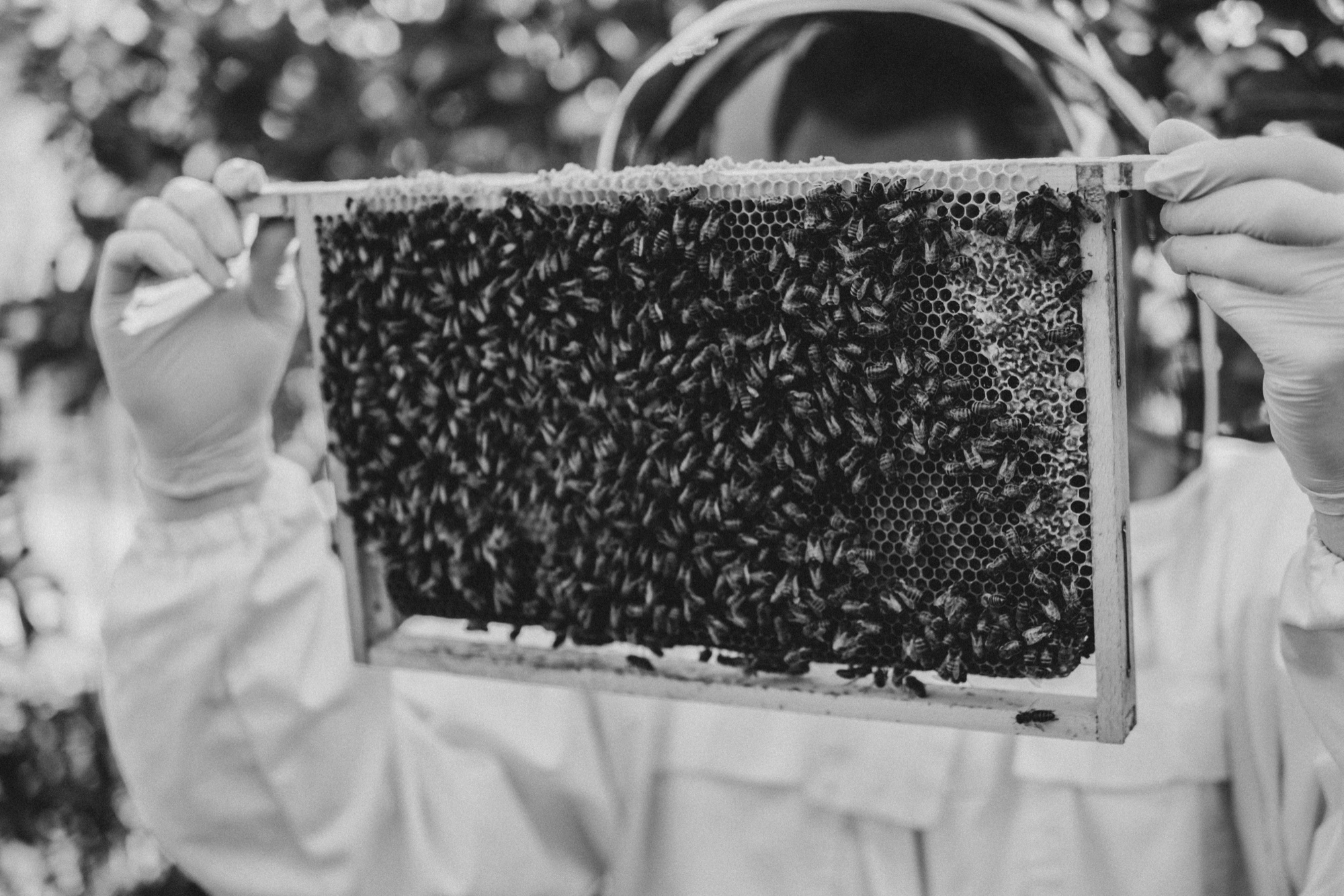 Beekeeper presenting a frame covered in bees in black and white